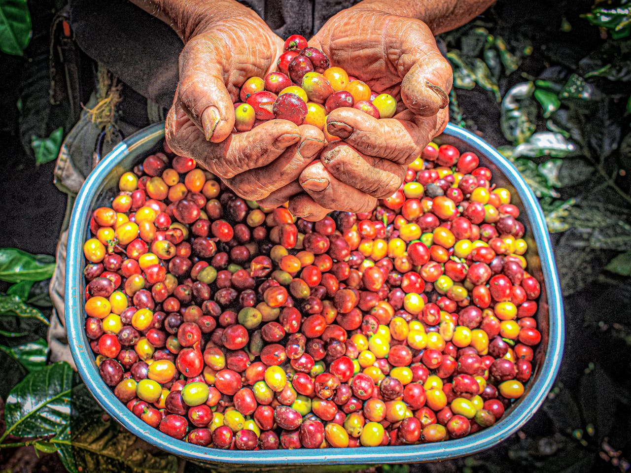 Život kávovníku: Co víte o odrůdách (Arabica, Robusta, Liberica) a proč na tom záleží
